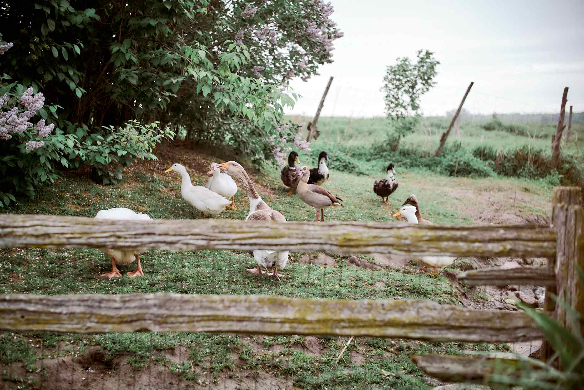 Photo de canards à la ferme