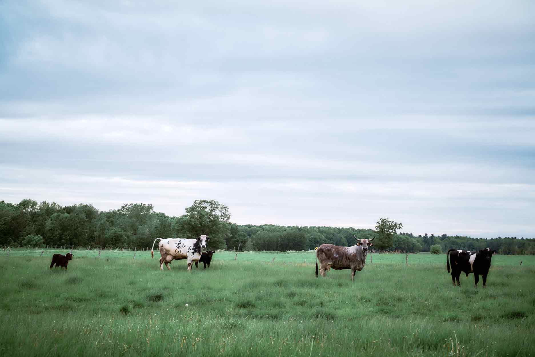 Vaches dans un champs