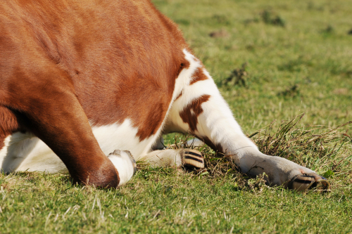 Technical bulletin : Methods of euthanasia Large livestock