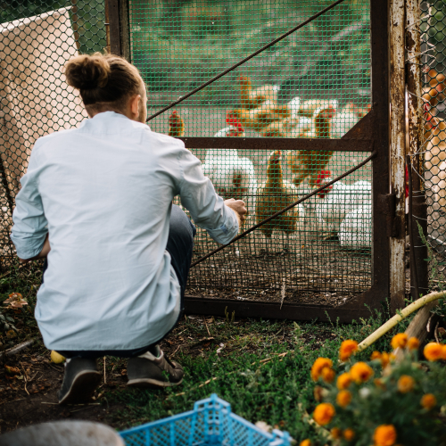 Technical tool : Animal welfare Checklist  